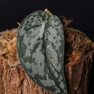 Scindapsus Mariposa Rare Variegated Silver Green Marbled Cutting 002