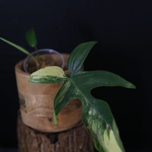 Philodendron Florida Beauty PFB-007