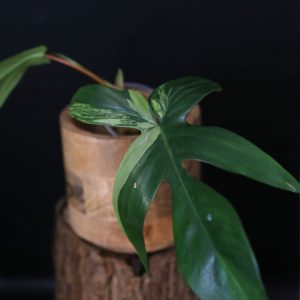 Philodendron Florida Beauty PFB-008
