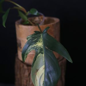 Philodendron Florida Beauty PFB-009