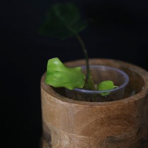 Philodendron Florida Beauty PFB-011