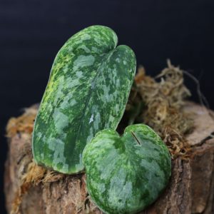 Scindapsus Pictus Exotica Yellow Lava Rare Golden Variegated Aroid Cutting