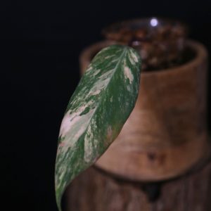 Philodendron Strawberry Shake variegata PSS-001