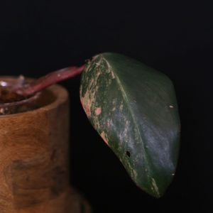 Philodendron Strawberry Shake variegata PSS-002