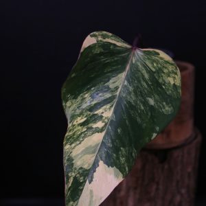 Philodendron Strawberry Shake variegata PSS-003