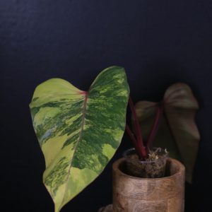 Philodendron Strawberry Shake variegata Top cut PSS-004