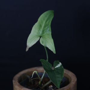 Syngonium Albo Variegated PSV-007