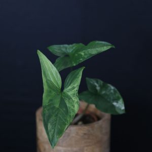 Syngonium Albo Variegated PSV-010