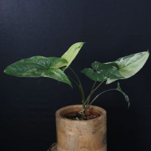 Syngonium Albo Variegated PSV-011
