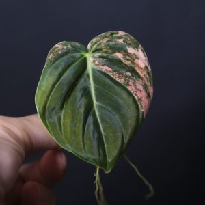 Philodendron Melanochrysum Variegated Orange One Leaf Cutting