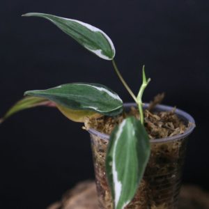 Philodendron Micans Velvet Halo Variegated Rooted Plant