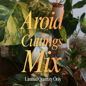 Rare Variegated Aroid Cuttings Mix | Collector Mystery Box - 3 Fresh Plants