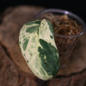 Scindapsus Jade Satin Marble Queen Cutting 001