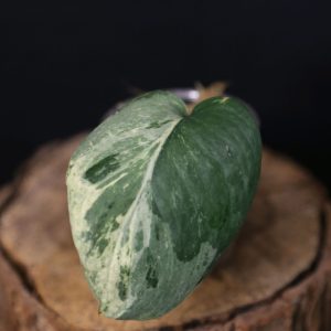 Scindapsus Jade Satin Marble Queen Cutting 002