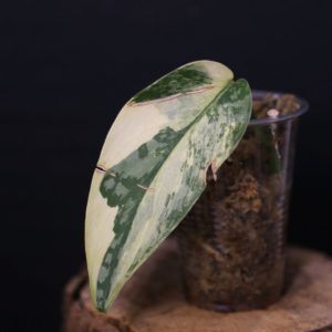 Second chance | Scindapsus Maharlika 001