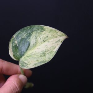 Scindapsus Cream Brulee – Rare top Cutting 002