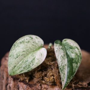 Scindapsus Cream Brulee – Rare two Leaf Cutting 001