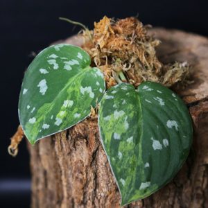 Scindapsus Sentarum Cutting 001