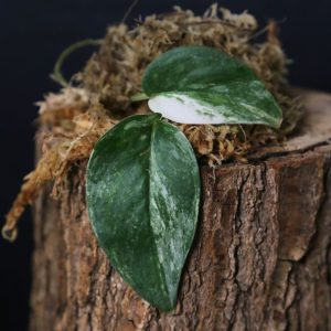 Scindapsus Silver Tattoo Variegated Cutting