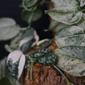 2-Cutting Duo Set Scindapsus Mayari & Peasun Variegated Starter Rare Aroid