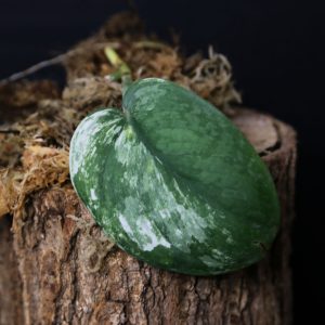 Scindapsus degoyi Cutting 001