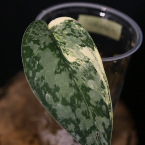 Scindapsus lakambini Cutting 002