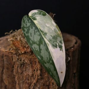 Scindapsus Lakambini Rare Cream White Green Variegated Collector Cutting 003