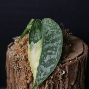 Scindapsus Lakambini Rare Cream White Green Variegated Collector Cutting 004