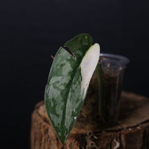 Second chance | Scindapsus Lakambini Cutting 005