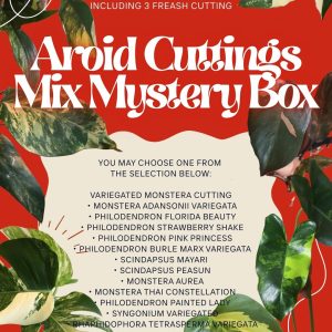 Rare Variegated Aroid Cuttings Mix | Collector Mystery Box - 3 Fresh Plants