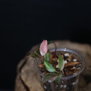 Philodendron Pink Princess Garaxy ppp-001