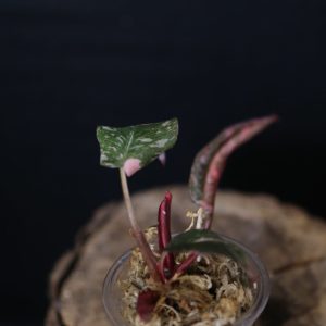 Philodendron Pink Princess Garaxy ppp-003