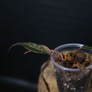 Philodendron Pink Princess Garaxy ppp-004