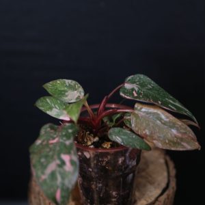 Philodendron Pink Princess Garaxy ppp-005