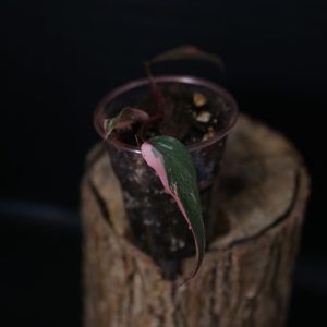 Philodendron Pink Princess Garaxy ppp-006